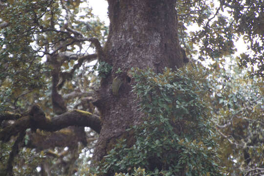 Image of Scaly-bellied Woodpecker