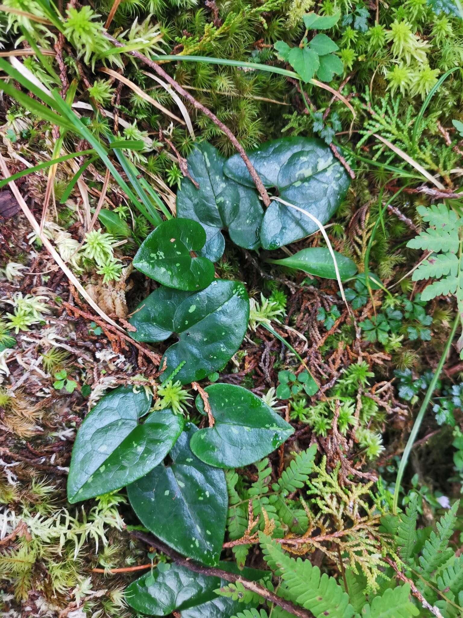 Image of Asarum taipingshanianum S. F. Huang, T. H. Hsieh & T. C. Huang