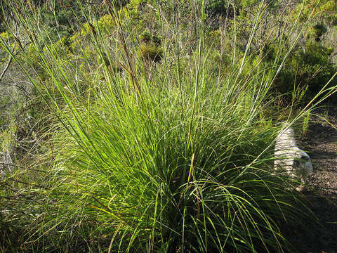 Image of Tetraria robusta (Kunth) C. B. Clarke