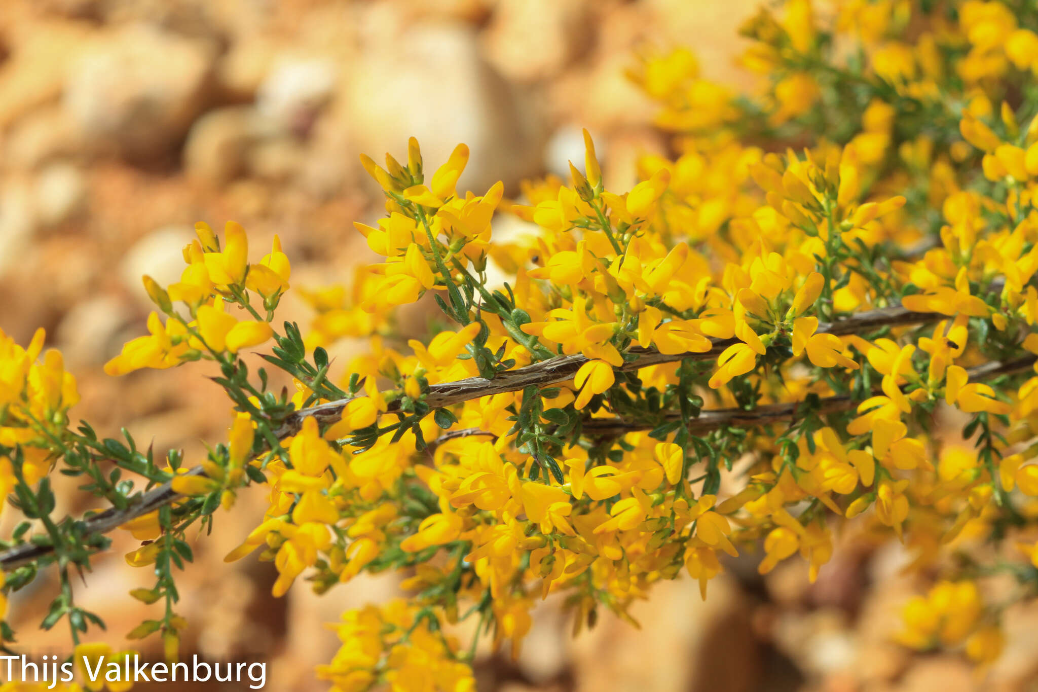 Image of Genista triacanthos Brot.