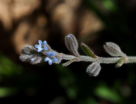 Sivun Rochelia disperma (L. fil.) C. Koch kuva