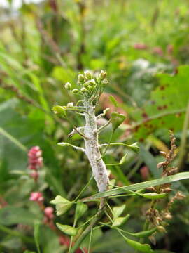 Image of Hyaloperonospora parasitica