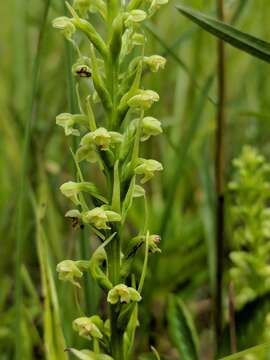 Слика од Platanthera flava var. herbiola (R. Br.) Luer