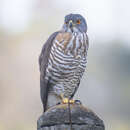 Image of Accipiter trivirgatus formosae Mayr 1949