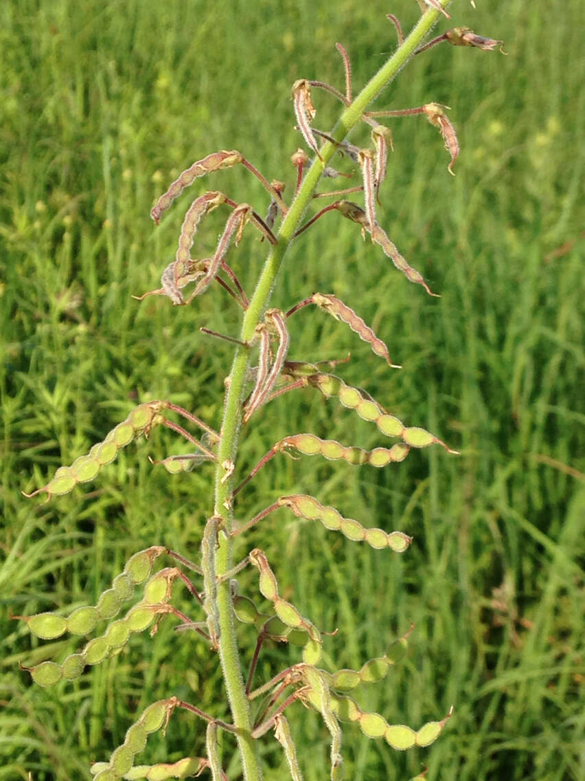 Image of Illinois ticktrefoil