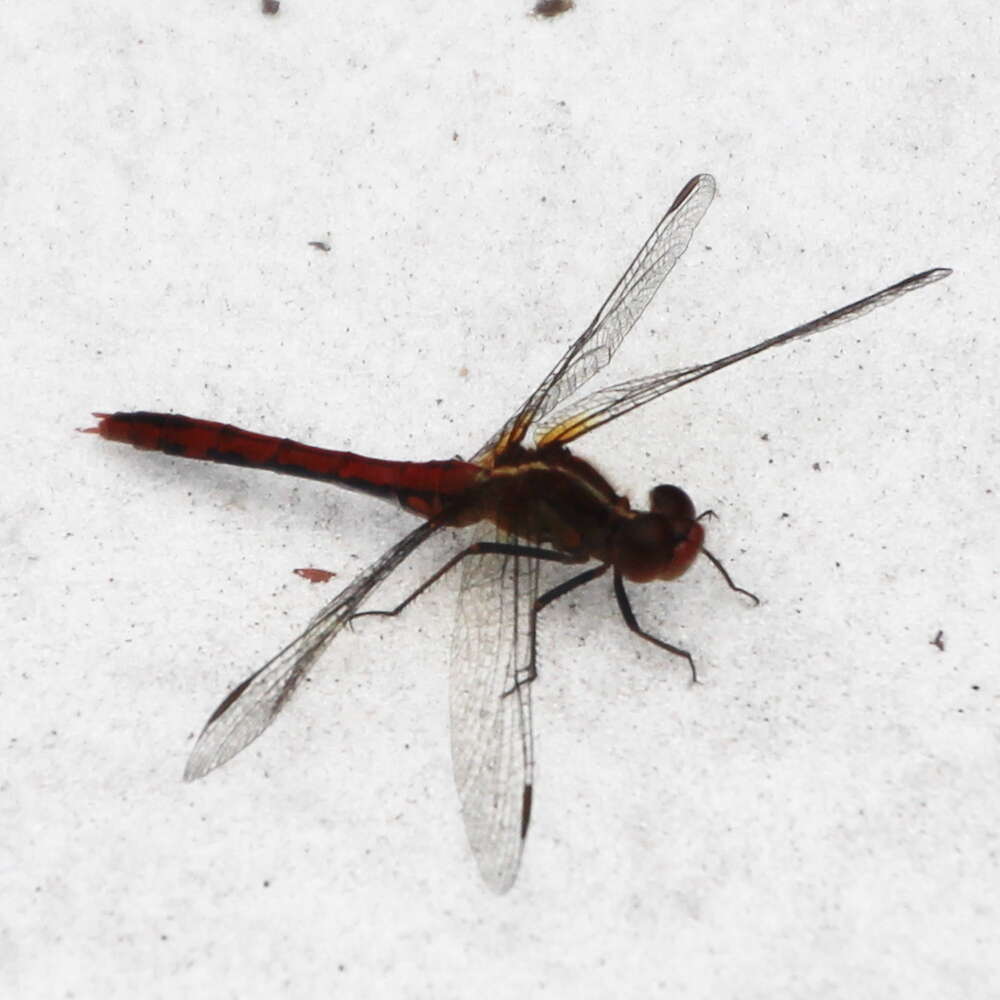 Image of Red Percher Dragonfly