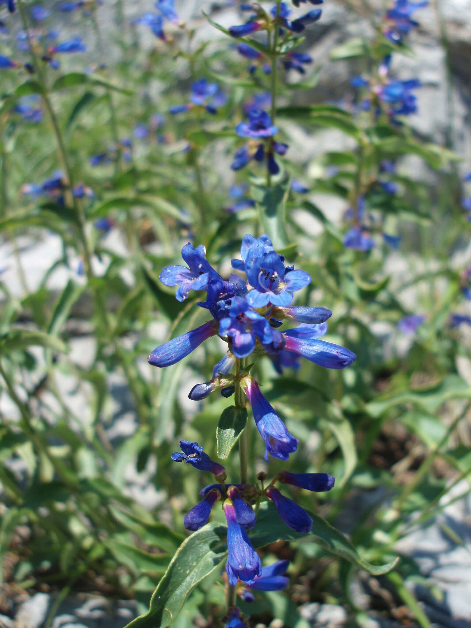 Image of Watson's penstemon