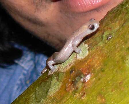 Image of Southern Banana Salamander