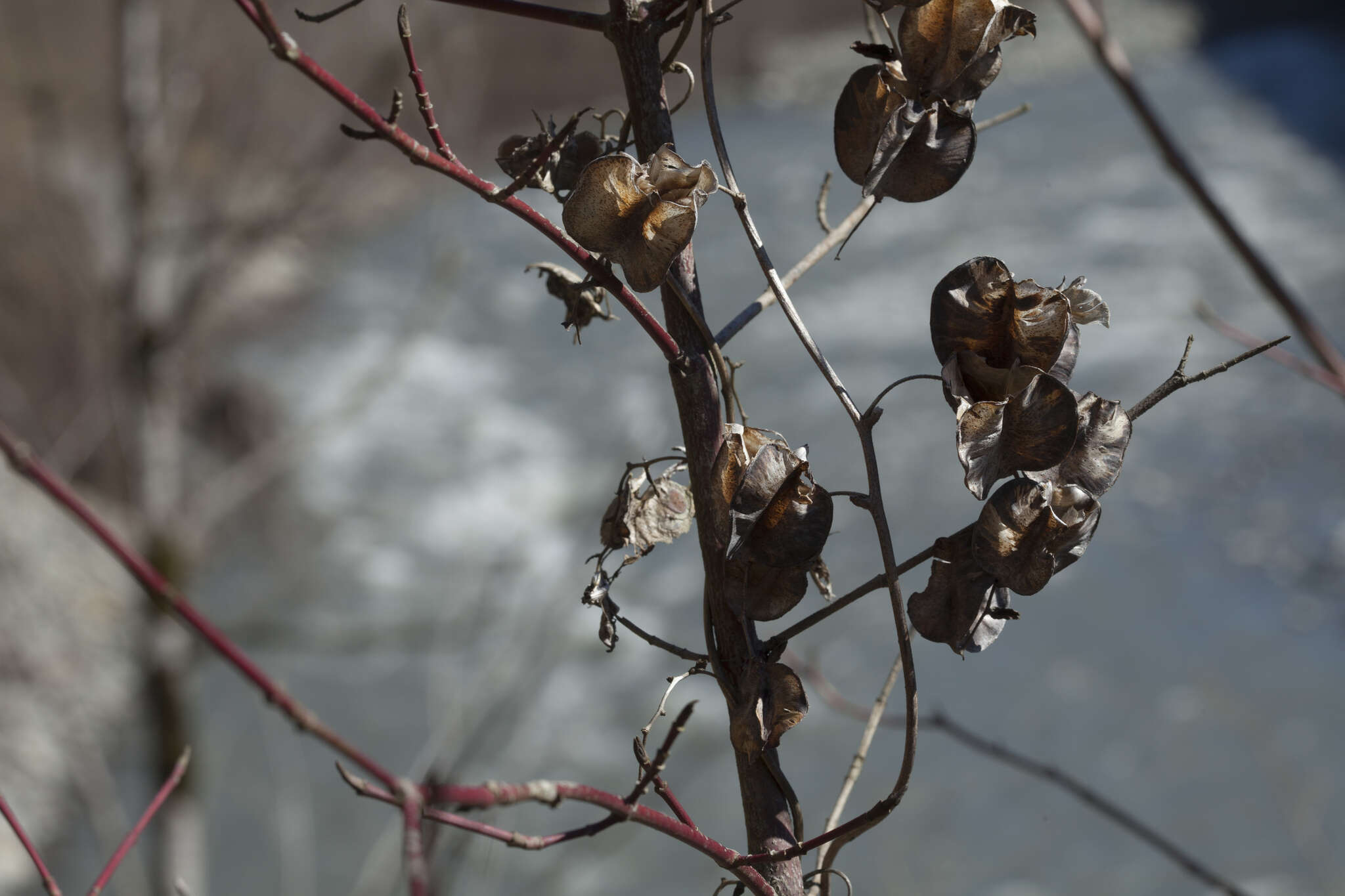 Dioscorea caucasica Lipsky的圖片