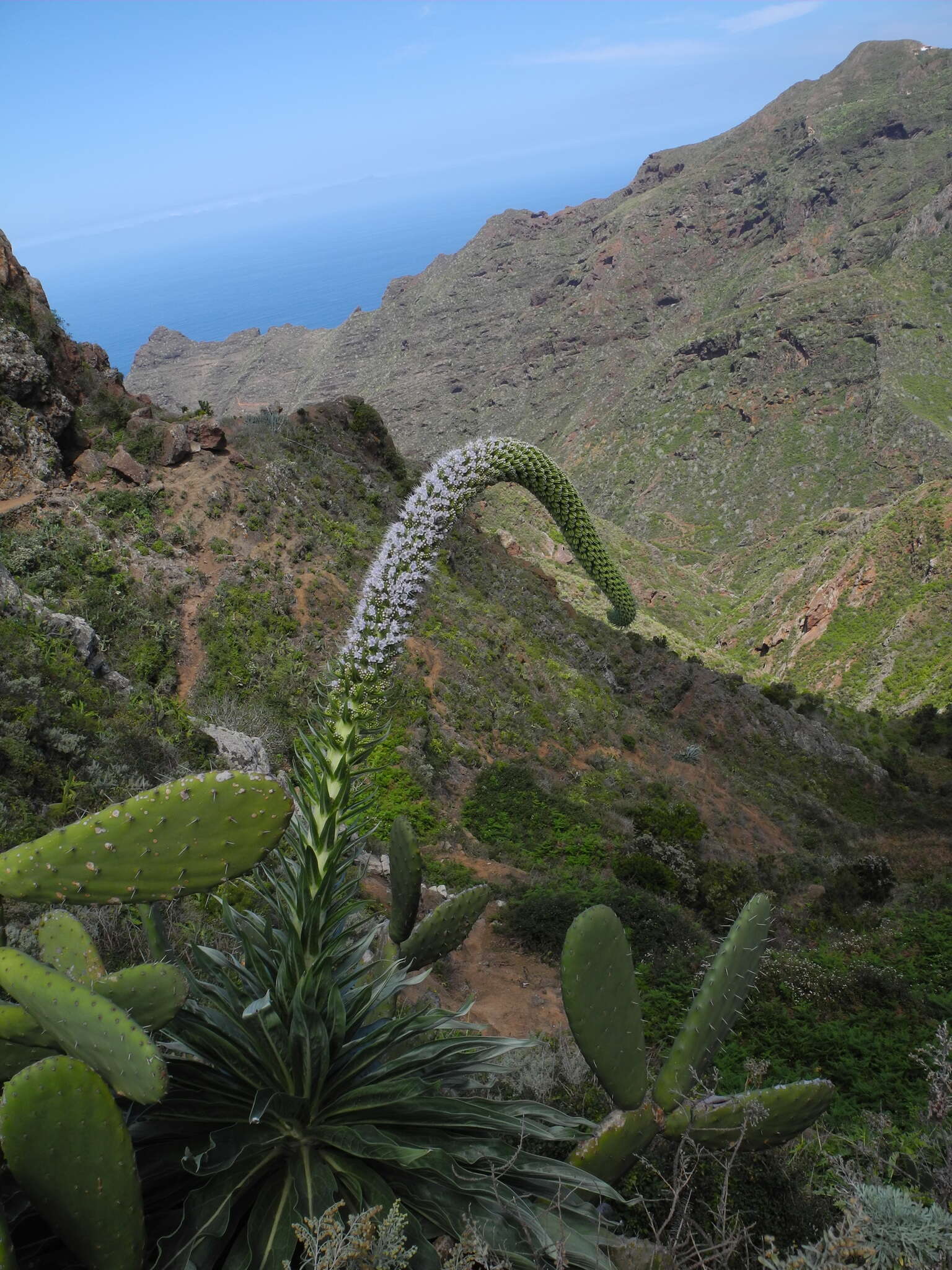 Слика од Echium simplex DC.