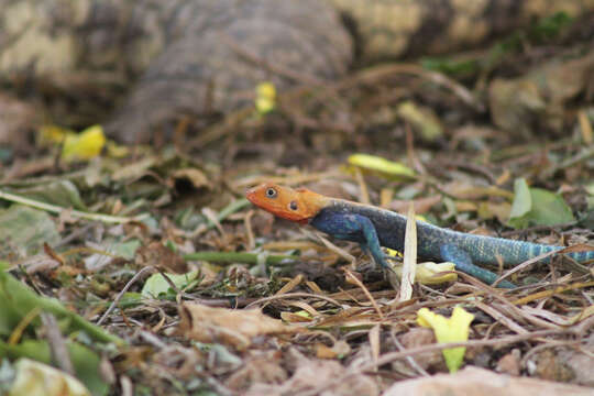 Image of Kenya Rock Agama