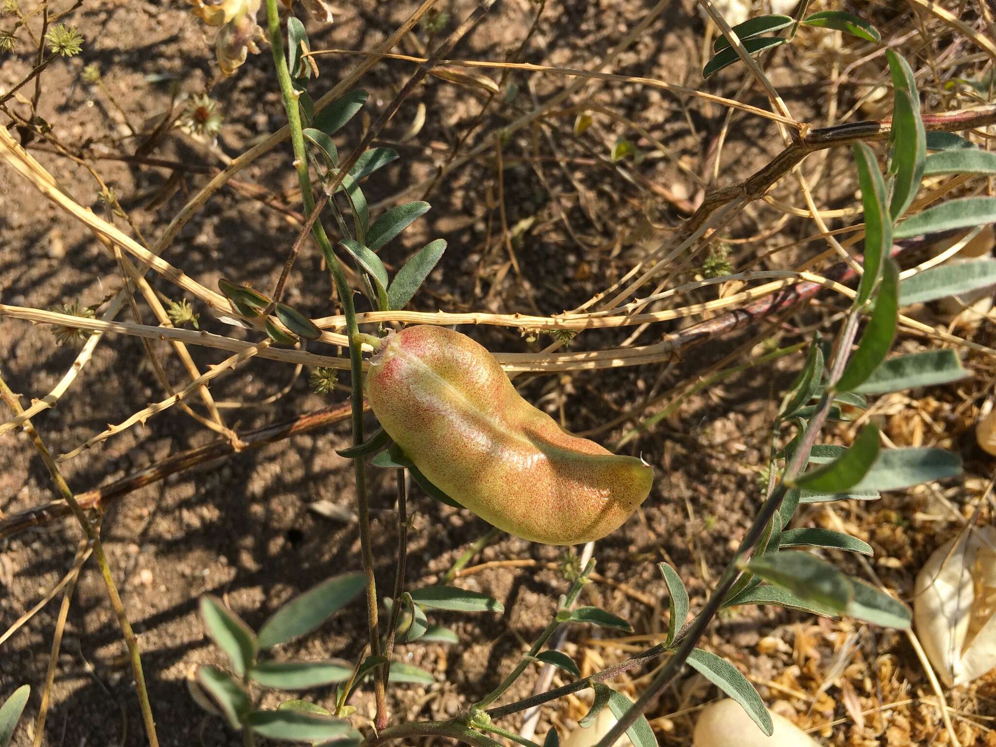 Astragalus douglasii var. perstrictus (Rydb.) Munz & Mc Burney resmi