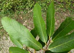 Licania platypus (Hemsl.) Fritsch resmi