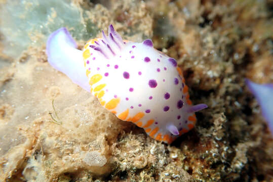 Image of Mexichromis macropus Rudman 1983