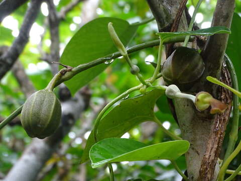 Aristolochia zollingeriana Miq.的圖片