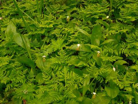 Image of Spotted lady slipper