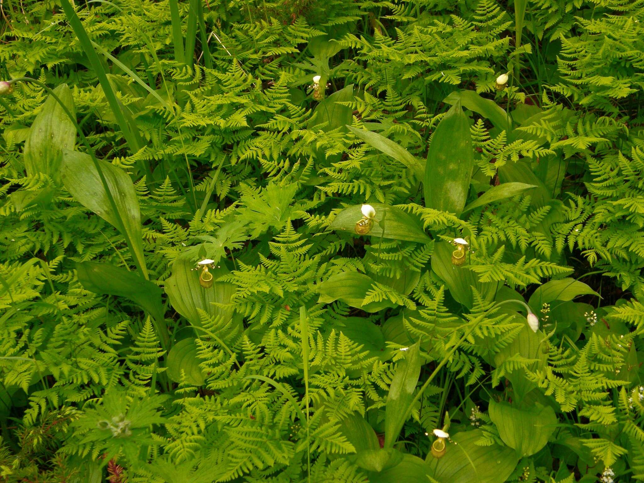 Image of Spotted lady slipper