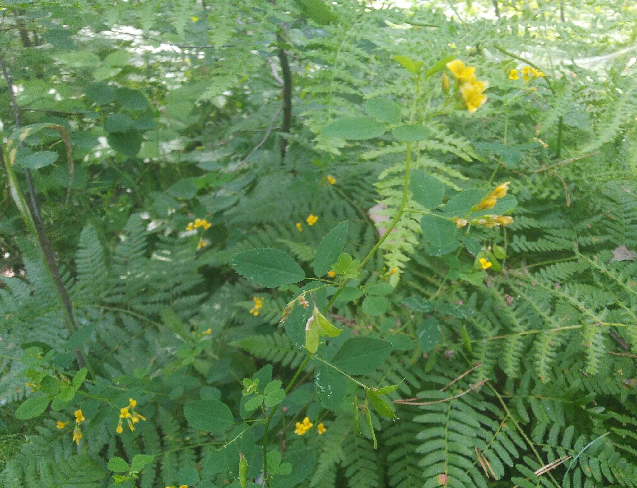 Plancia ëd Medicago platycarpa (L.) Trautv.