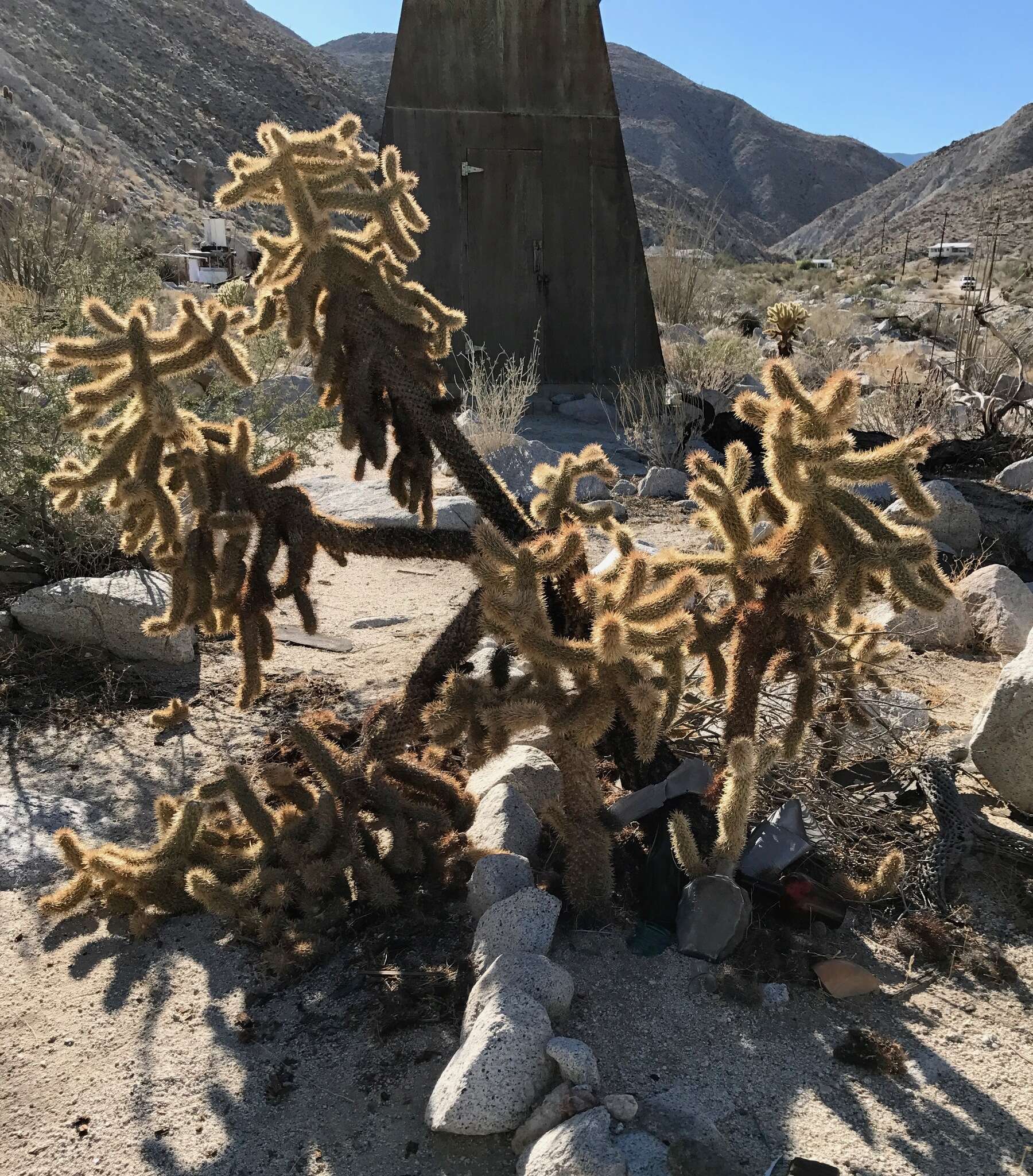 Image de Cylindropuntia fosbergii (C. B. Wolf) Rebman, M. A. Baker & Pinkava