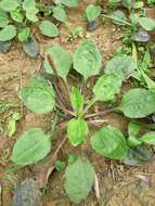 Image de Plantago asiatica L.