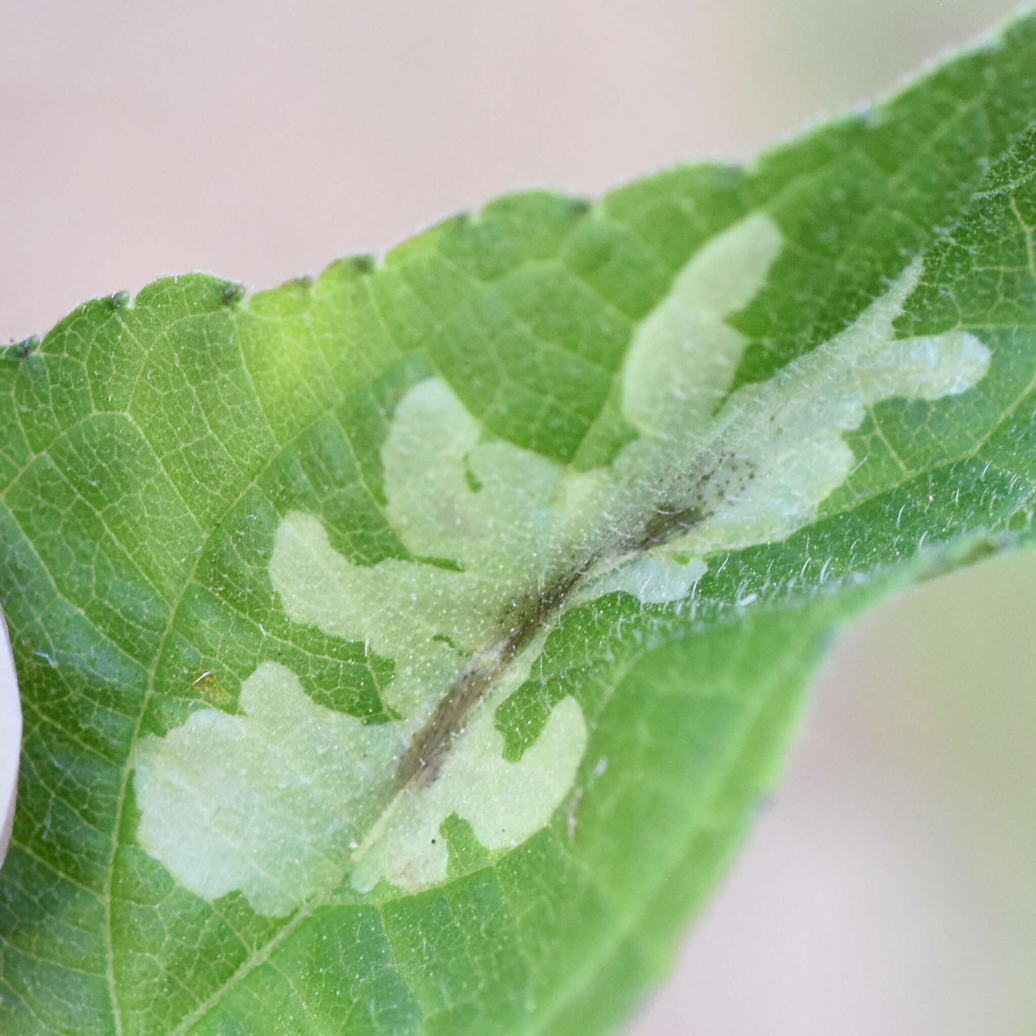 Image of Calycomyza platyptera (Thomson 1869)