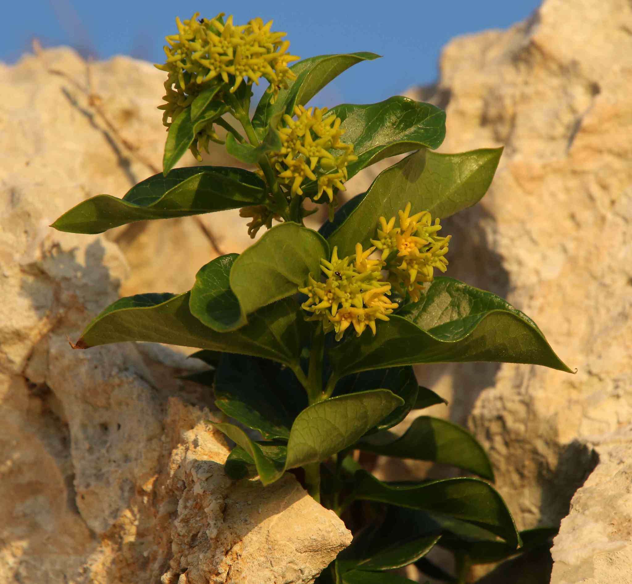 Image of Vincetoxicum hirundinaria subsp. adriaticum (G. Beck) Markgr.