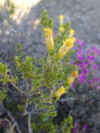 Image of Pteronia empetrifolia DC.