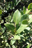 Image de Robsonodendron maritimum (Bolus) R. H. Archer