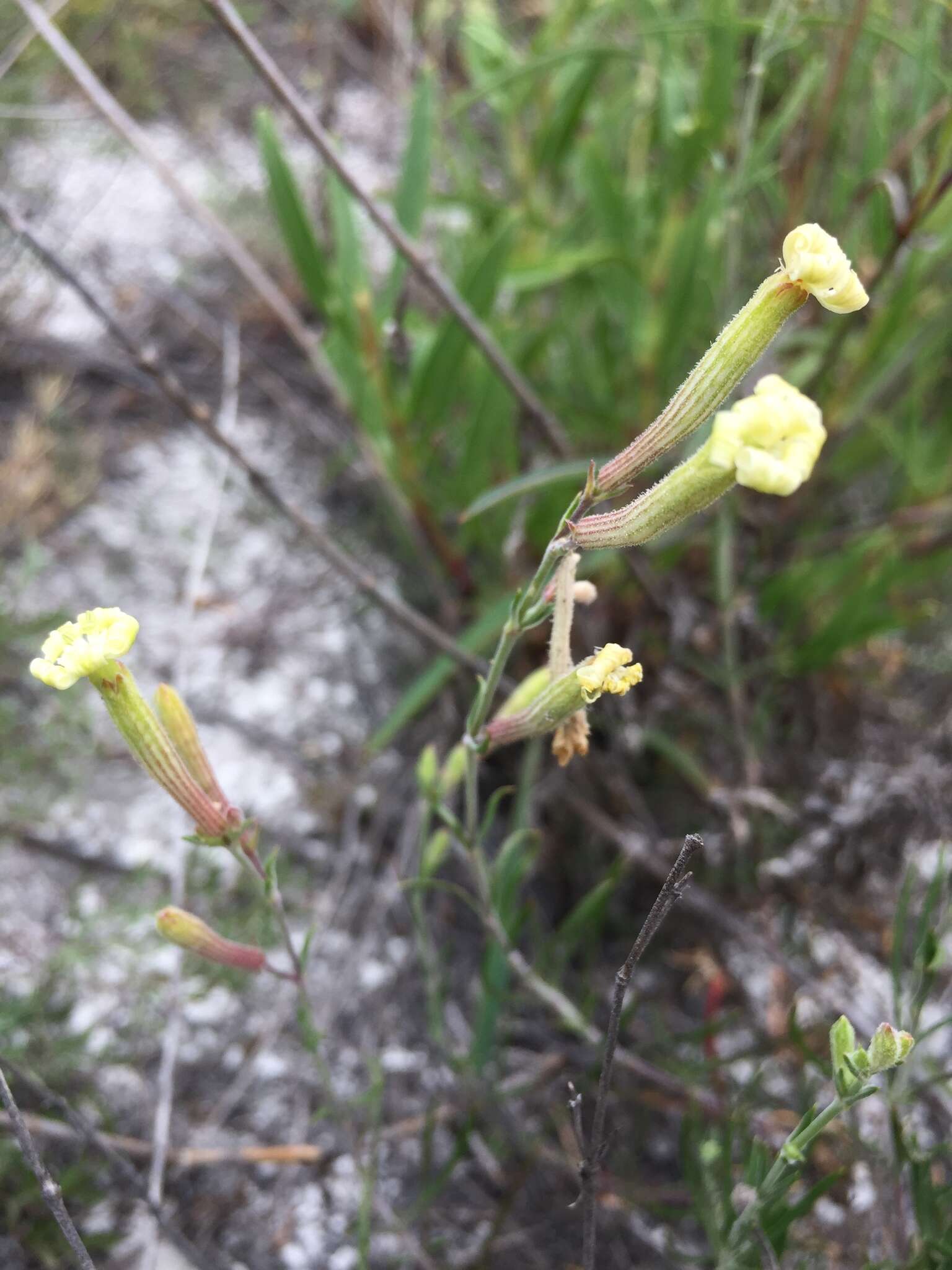 Sivun Silene supina M. Bieb. kuva