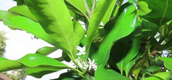 Sivun Noronhia peglerae (C. H. Wright) Hong-Wa & Besnard kuva