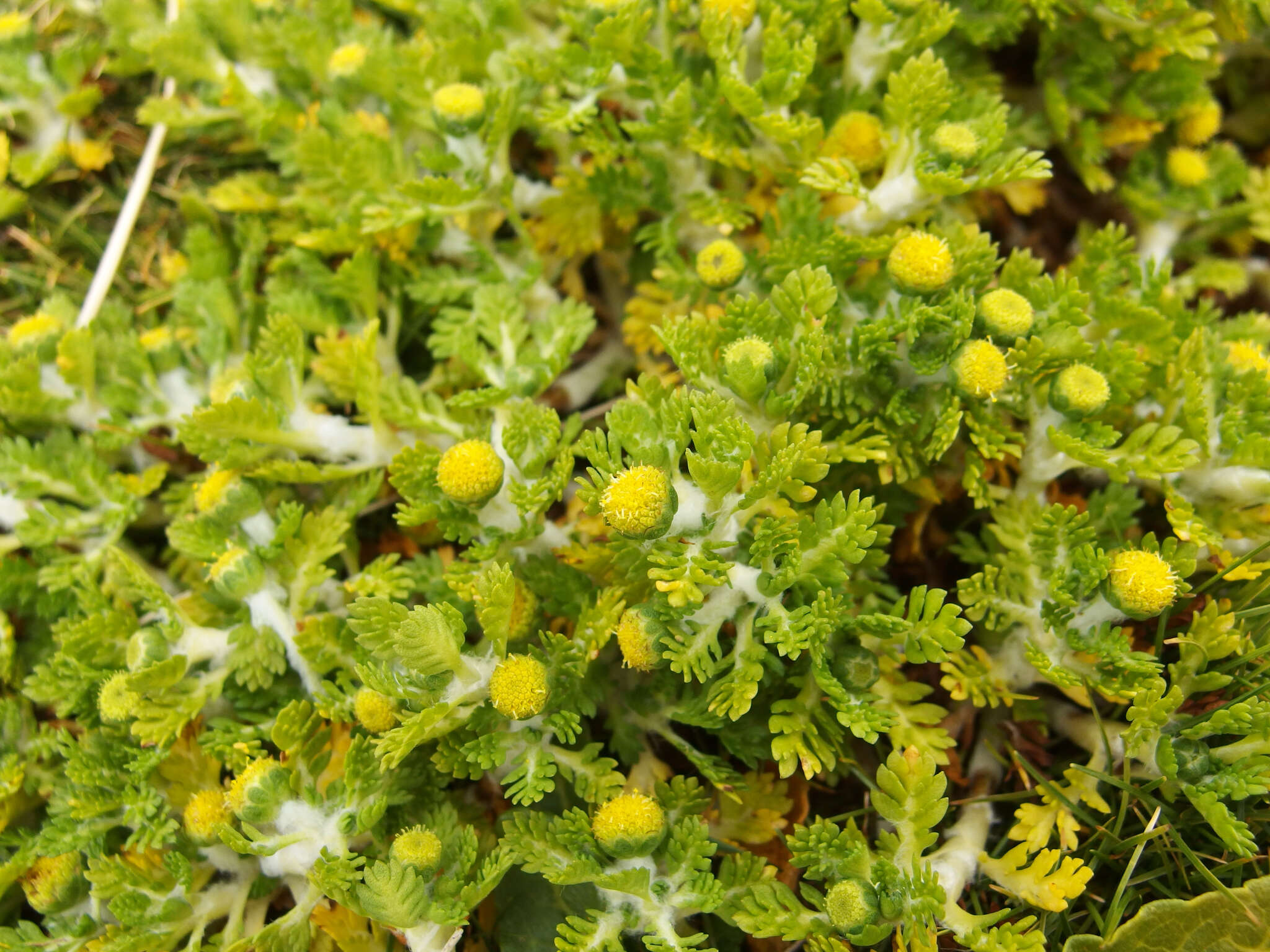 Image of Leptinella lanata Hook. fil.