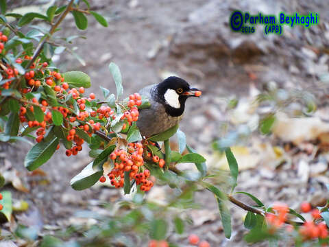 Image of White-eared Bulbul