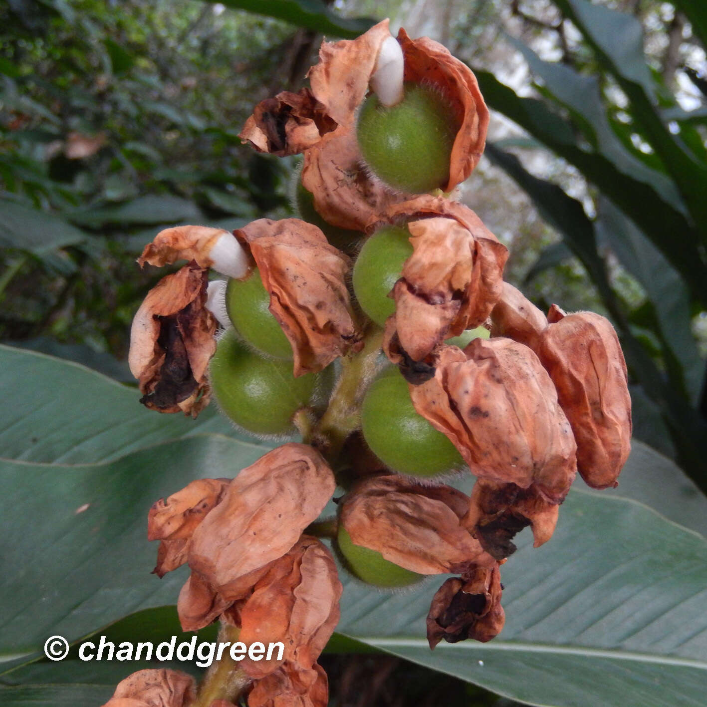 Image of Alpinia hainanensis K. Schum.