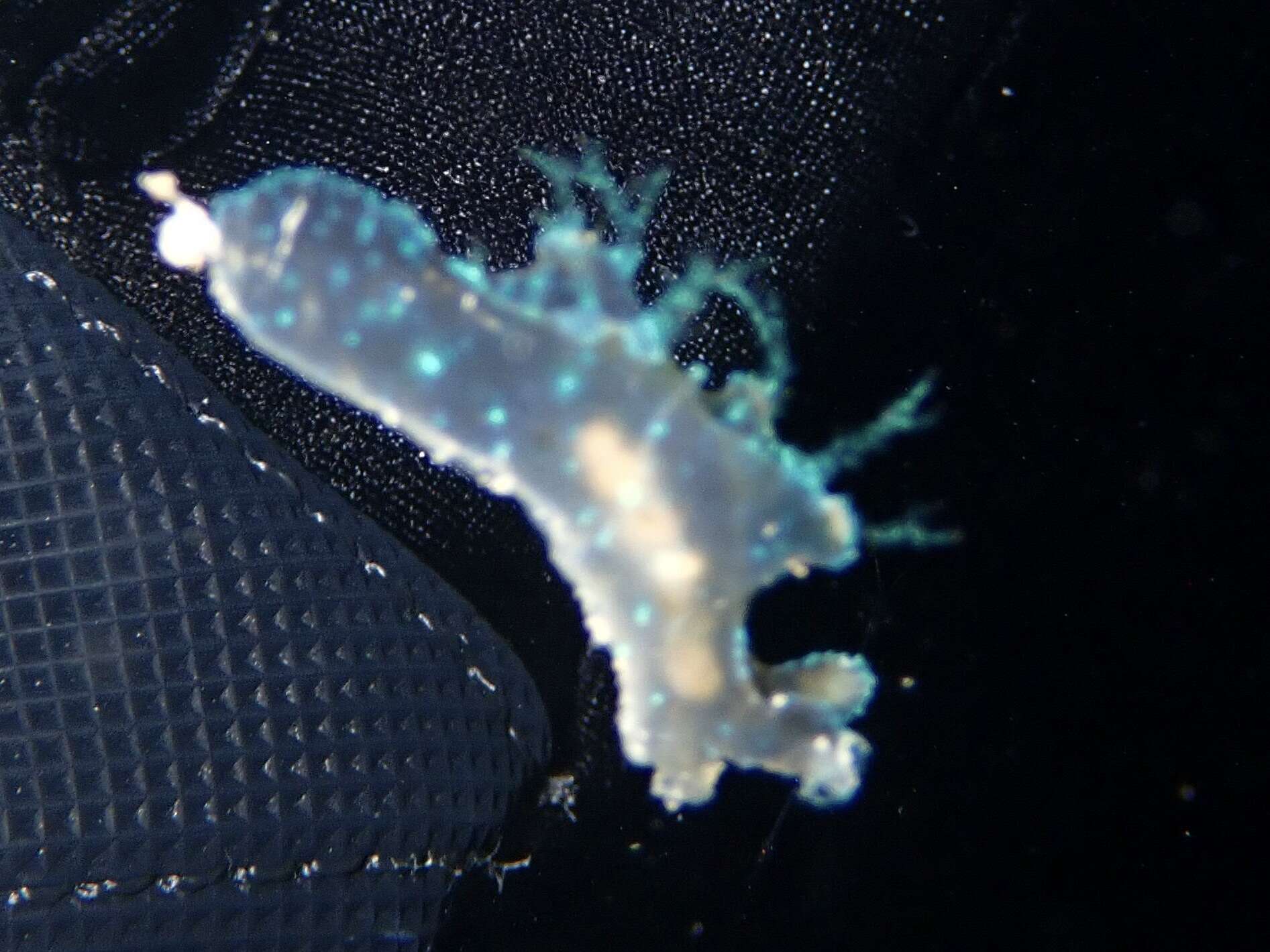 Image of Iridescent nudibranch