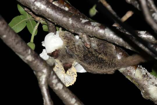 Image of Zanzibar bushbaby