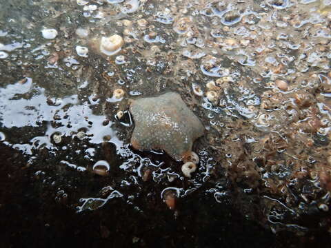 Image of cushion star