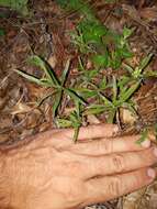 Image of zigzag silkgrass