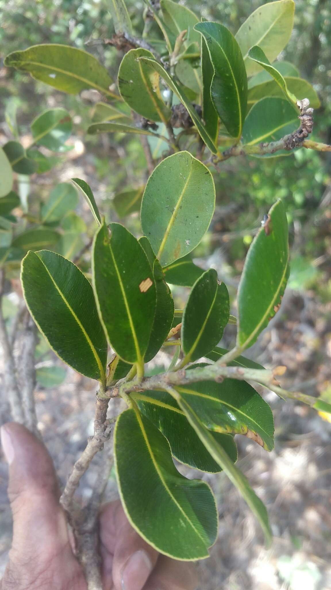 Image of Calophyllum milvum P. F. Stevens