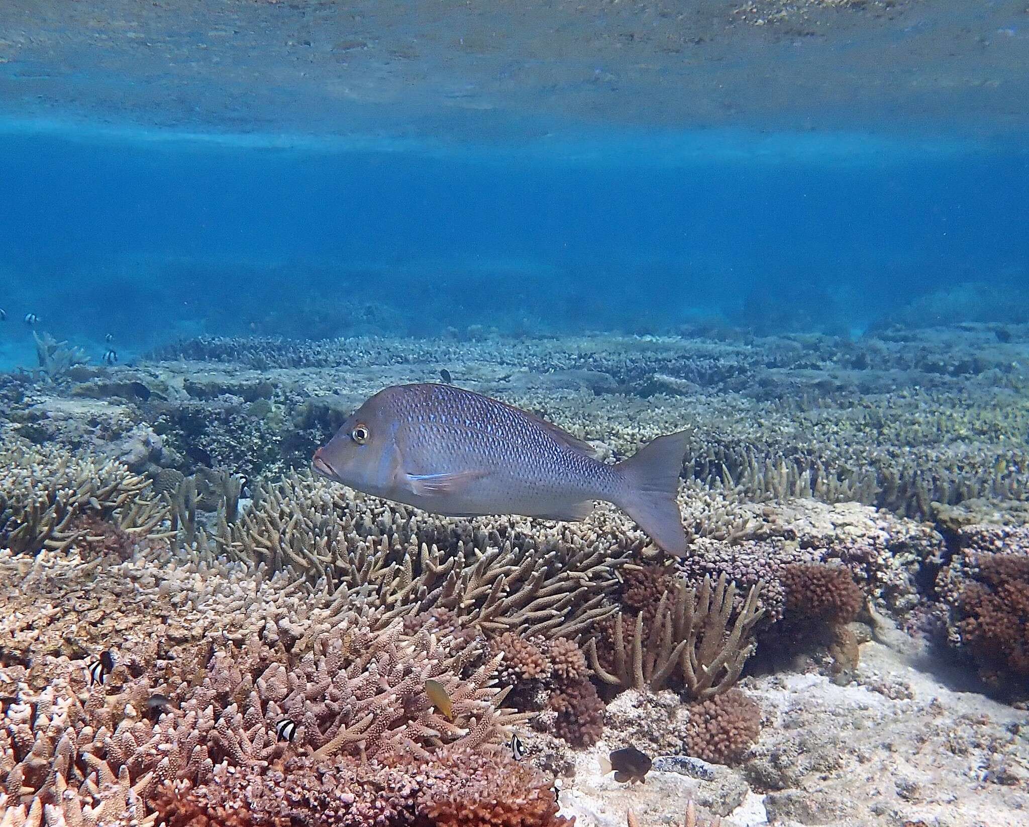 Lethrinus nebulosus (Forsskål 1775) resmi