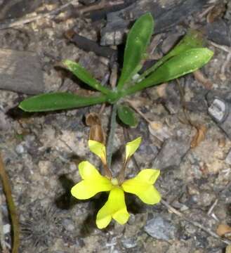 Image of Goodenia heteromera F. Müll.