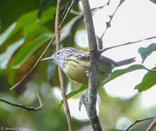 Image of Terenura Cabanis & Heine 1860