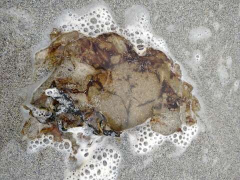 Image of Lion's Mane Jellyfish