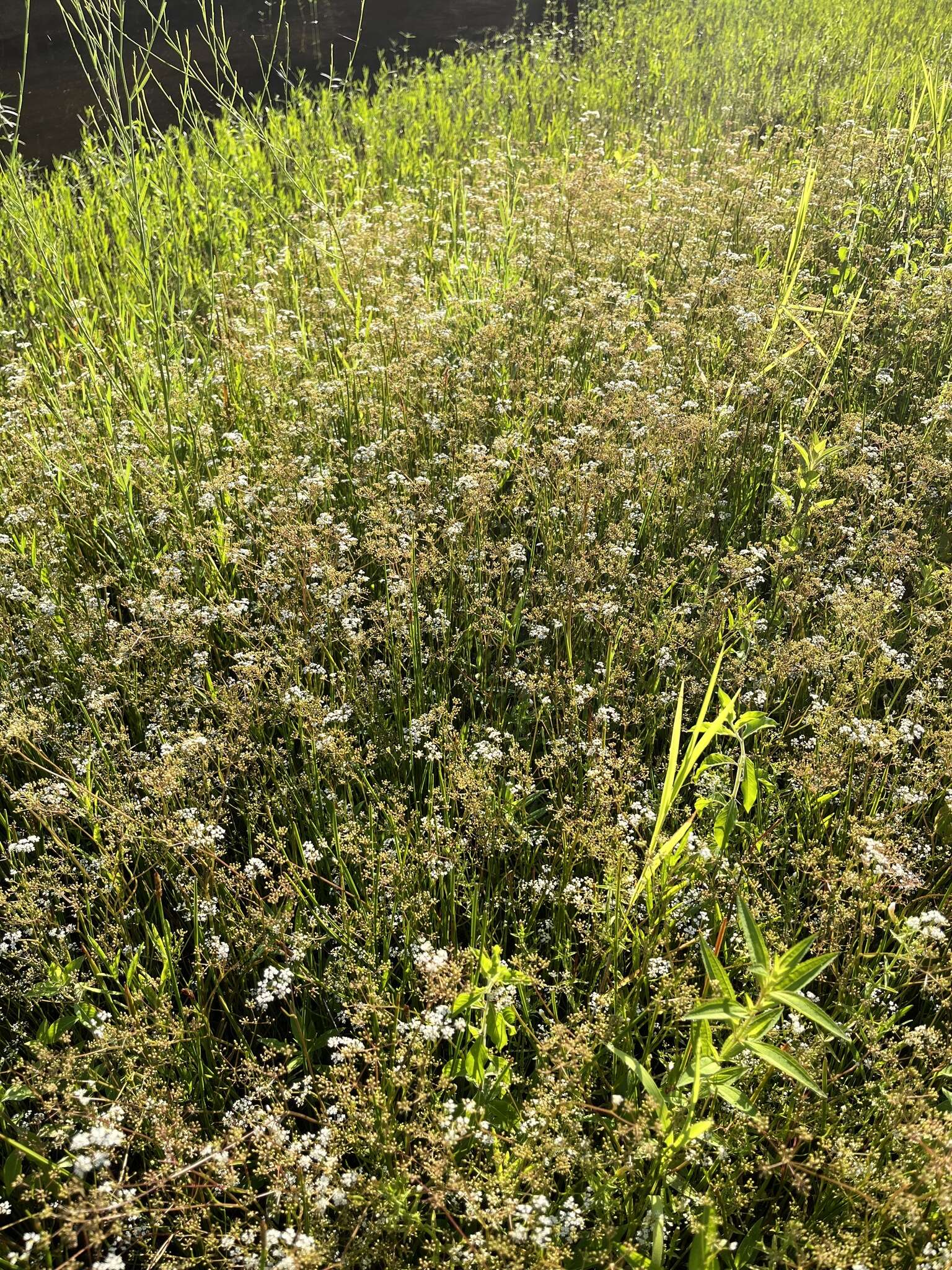 Image of Gulf River Harperella