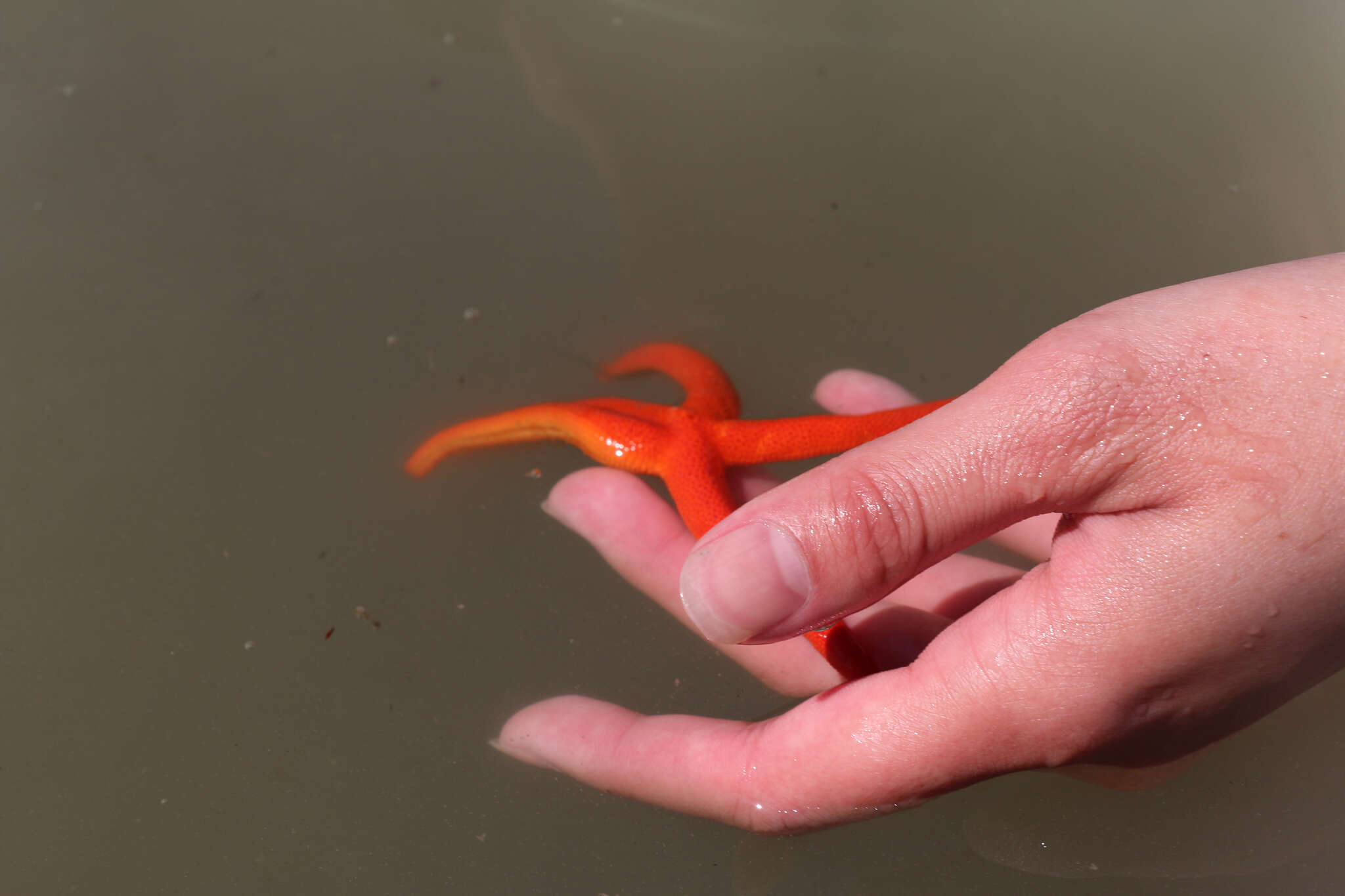 Image of Pacific blood star