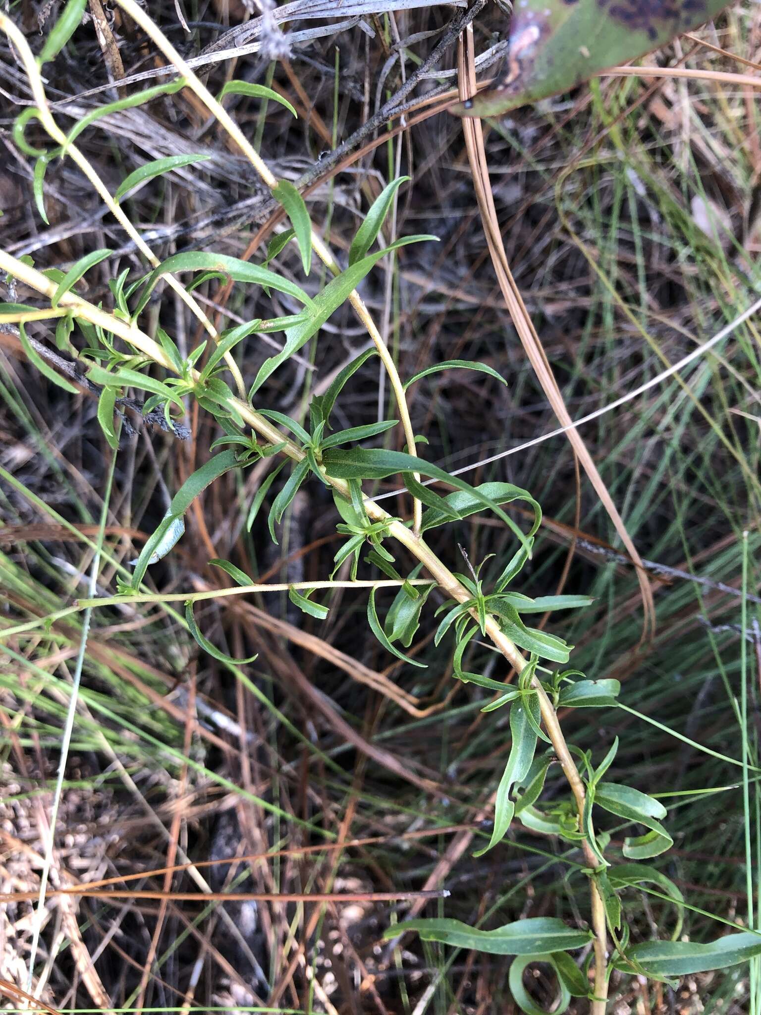 Image of anisescented goldenrod