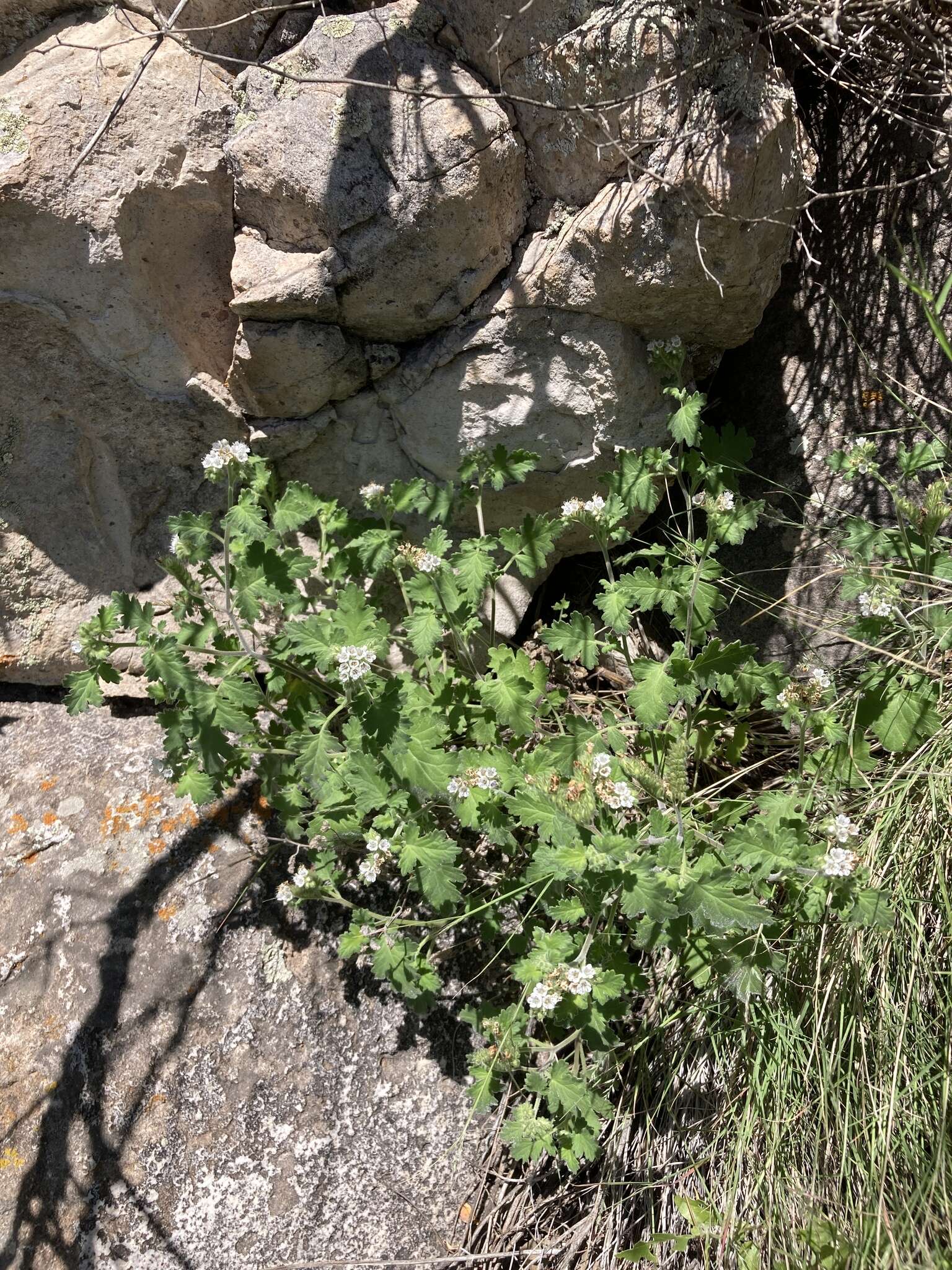 Phacelia rupestris Greene的圖片