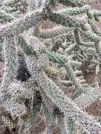 Image of Cylindropuntia imbricata subsp. spinosior