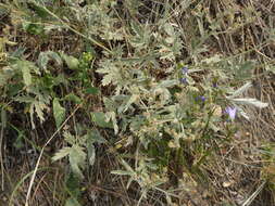 Image of branched cinquefoil