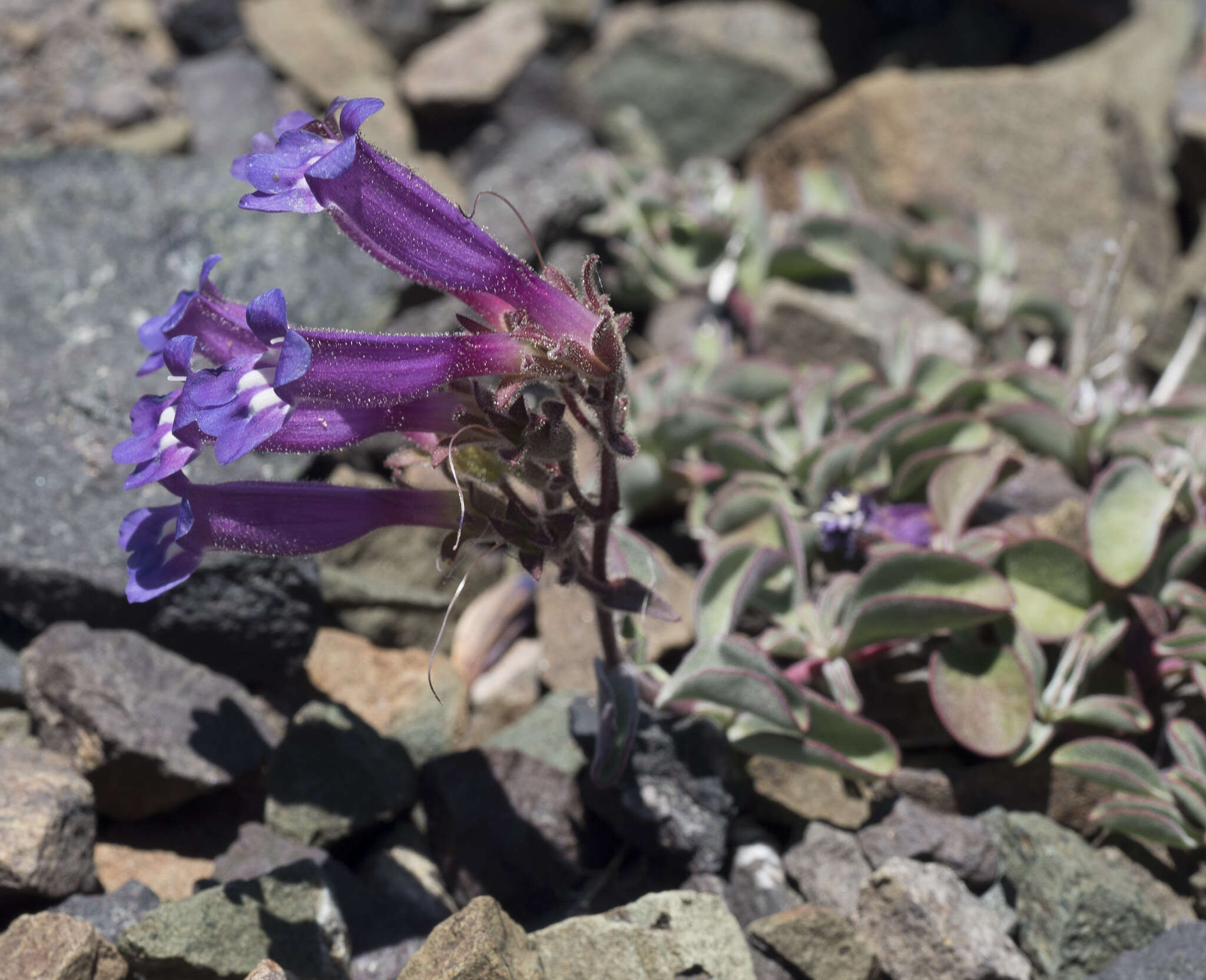 Image of Snow Mountain beardtongue