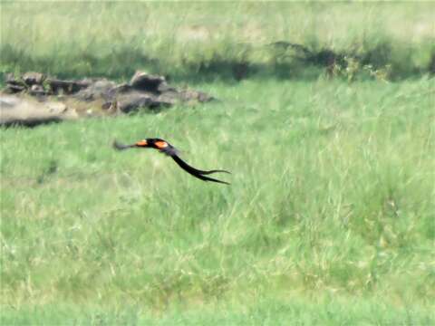 Image of Long-tailed Whydah